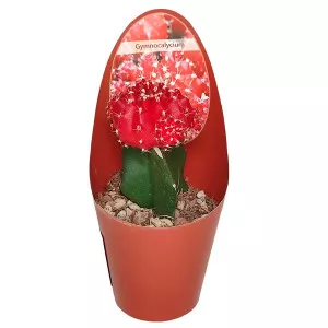 Cactus altoit roșu (Gymnocalycium) la ghiveci ø 6,5 cm