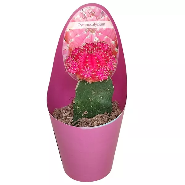 Cactus altoit fuchsia (Gymnocalycium) la ghiveci ø 6,5 cm