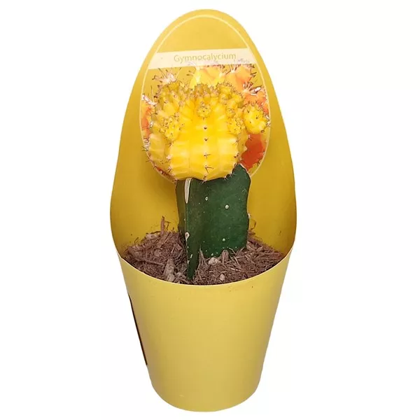 Cactus altoit galben (Gymnocalycium) la ghiveci ø 6,5 cm