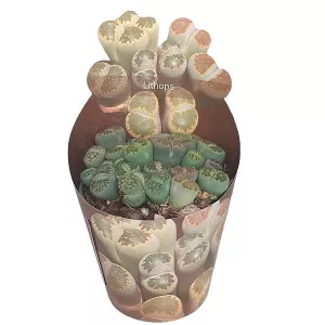 Piatră vie (Lithops) la ghiveci ø 6,5 cm