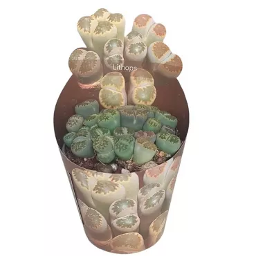 Piatră vie (Lithops) la ghiveci ø 6,5 cm