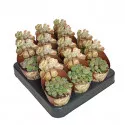 Piatră vie (Lithops) la ghiveci ø 6,5 cm