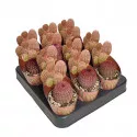 Cactus (Echinocereus rigidissimus rubrispinus) la ghiveci ø 6,5 cm