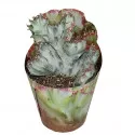 Cactus White Ghost (Euphorbia lactea crestata) la ghiveci ø 6,5 cm