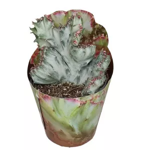 Cactus White Ghost (Euphorbia lactea crestata) la ghiveci ø 6,5 cm