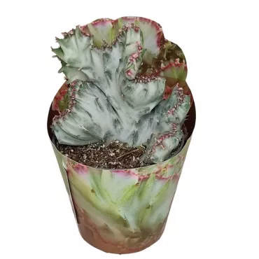 Cactus White Ghost (Euphorbia lactea crestata) la ghiveci ø 6,5 cm