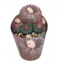 Cactus (Frailea castanea) la ghiveci ø 6,5 cm