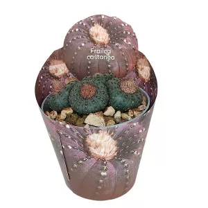 Cactus (Frailea castanea) la ghiveci ø 6,5 cm