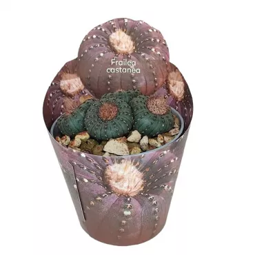 Cactus (Frailea castanea) la ghiveci ø 6,5 cm