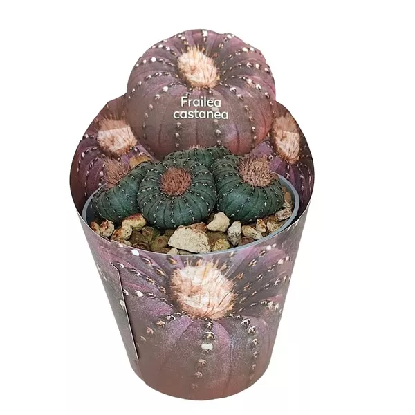 Cactus (Frailea castanea) la ghiveci ø 6,5 cm