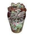 Lanțul inimilor (Ceropegia woodii) la ghiveci ø 6,5 cm
