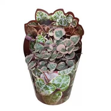 Lanțul inimilor (Ceropegia woodii) la ghiveci ø 6,5 cm