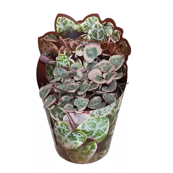 Lanțul inimilor (Ceropegia woodii) la ghiveci ø 6,5 cm