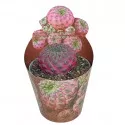 Cactus (Sulcorebutia rauschii violacidermis) la ghiveci ø 6,5 cm