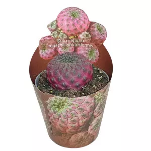 Cactus (Sulcorebutia rauschii violacidermis) la ghiveci ø 6,5 cm