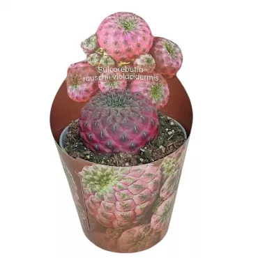 Cactus (Sulcorebutia rauschii violacidermis) la ghiveci ø 6,5 cm