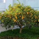 Lămâi (Citrus limon) 