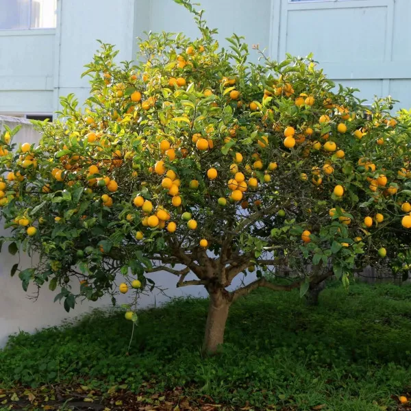 Lămâi (Citrus limon) 