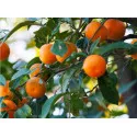 Mandarin (Citrus reticulata)