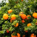 Portocal amar (Citrus x aurantium)