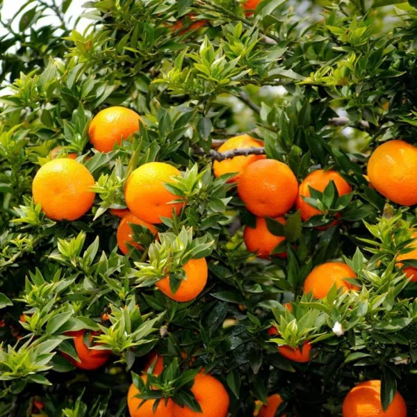 Portocal amar (Citrus x aurantium)