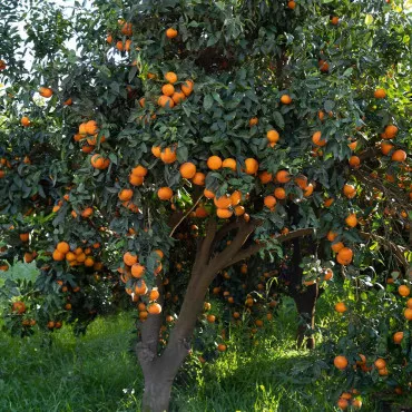 Clementin (Citrus x clementina)