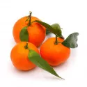 Clementin (Citrus x clementina)