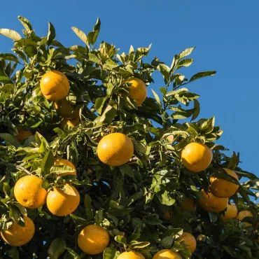 Grapefruit (Citrus x paradisi)
