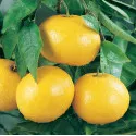 Grapefruit (Citrus x paradisi)