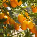 Kumquat (Citrus japonica)