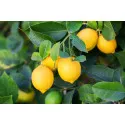 Lămâi (Citrus limon) 