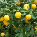 Lămâi (Citrus limon) 