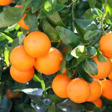 Mandarin (Citrus reticulata)