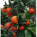 Portocal roșu (Citrus x sinensis Blood orange)