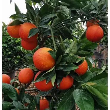 Portocal roșu (Citrus x sinensis Blood orange)