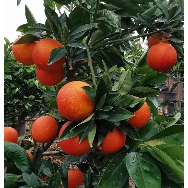 Portocal roșu (Citrus x sinensis Blood orange)