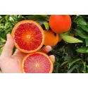 Portocal roșu (Citrus x sinensis Blood orange)