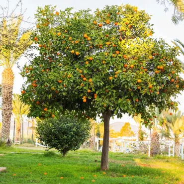 Portocal (Citrus sinensis)