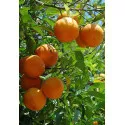 Portocal (Citrus sinensis)