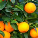 Portocal (Citrus sinensis)