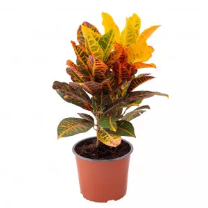 Croton Jungle Jewel ®