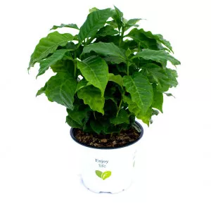 Arbore de cafea Sereno ®