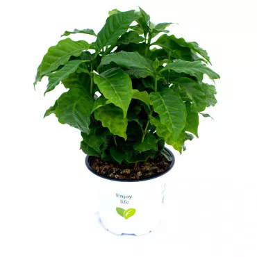 Arbore de cafea Sereno ®