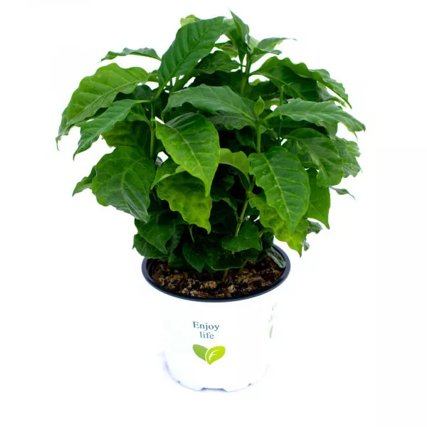 Arbore de cafea Sereno ®