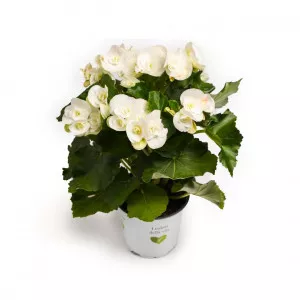 Begonia semperflorens Étoile Blanche, albă ®