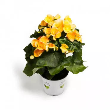 Begonia semperflorens Soleil d’Or, galbenă ®