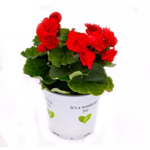 Begonia semperflorens Rouge Royale, roșie ®