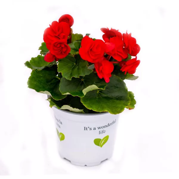 Begonia semperflorens Rouge Royale, roșie ®