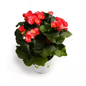 Begonia semperflorens Éclat Rosé, roz ®