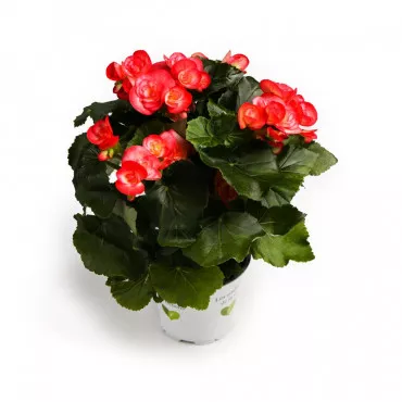 Begonia semperflorens Éclat Rosé, roz ®